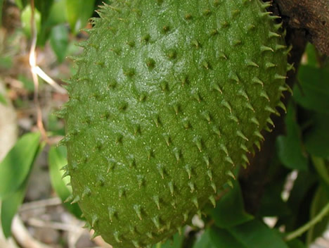 Guanabana