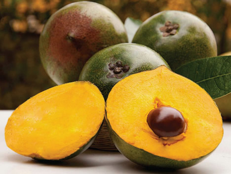 Lucuma