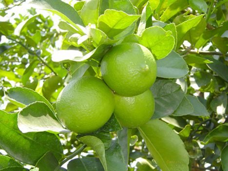 Limon