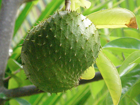 Guanabana