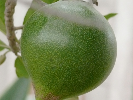 Lucuma